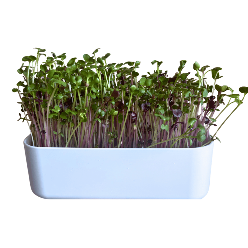 Pěstební box 2v1 pro microgreens – s logem inWeek