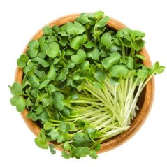 Riedka Daikon - semienka microgreens - pestovanie bez zalievania inWeek