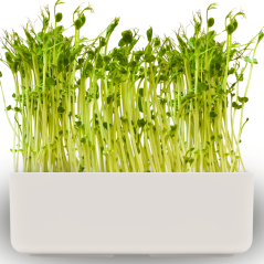 Pěstební box 2v1 s hráškem a hydrogelem