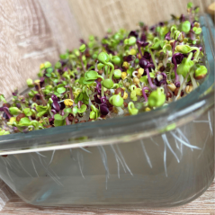 Sklenený box pre domáce pestovanie microgreens