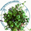 Microgreens  semínka - Mix do  pomazánek - Výběr mix semínek: 5 ks sáčků semínek