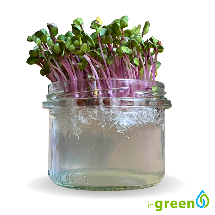 inGreen Microgreens ve skleničce - Sklenička v sadě: 5x absorbent + 5x semínka ředkev china rose