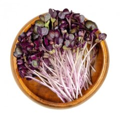 Červená kapusta - semienka microgreens - pestovanie bez zalievania inWeek
