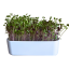 Pěstební box 2v1 pro microgreens – s logem inWeek