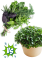 Nepleťte si microgreens a bylinky