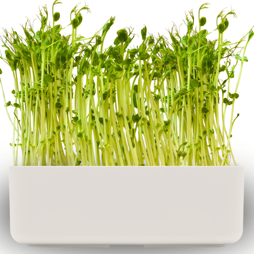 Pěstební box 2v1 s hráškem a hydrogelem - Barva boxu: Bílá