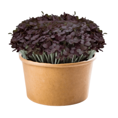 Hořčice Red locura - semínka microgreens - pěstování bez zalévání inWeek