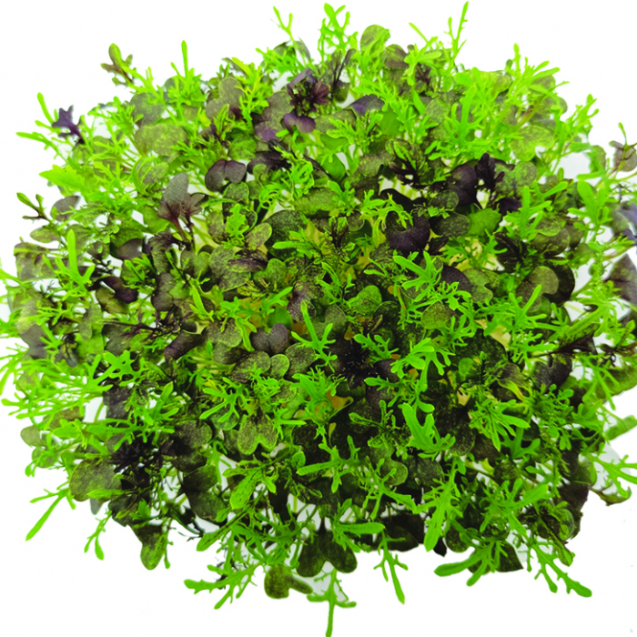 2x Mizuna bez zalévání - microgreens semínka inWeek