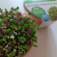 Reďkovka China Rose - semienka microgreens - pestovanie bez zalievania inWeek
