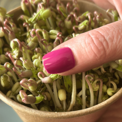 Mungo fazuľa – semienka microgreens -pestovanie bez zalievania inWeek