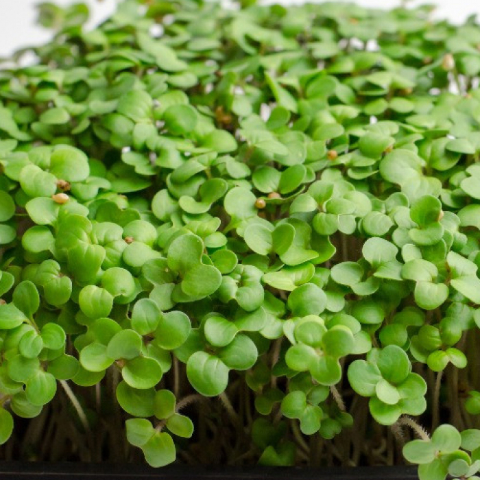Hořčice - semínka microgreens - pěstování bez zalévání inWeek