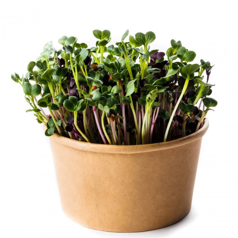 MYSTERY - semínka microgreens - pěstování bez zalévání inWeek