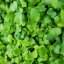 Brokolica - semienka microgreens - pestovanie bez zalievania inWeek