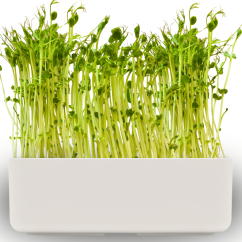 Pěstební box 2v1 s hráškem a hydrogelem