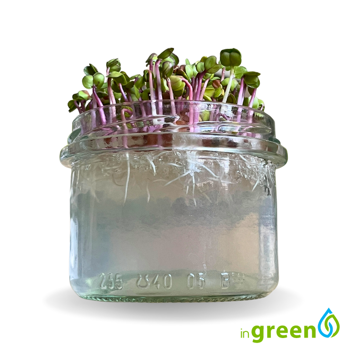 inGreen Microgreens ve skleničce - Sklenička v sadě: 5x absorbent + 5x semínka ředkev red sango