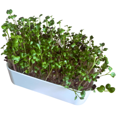 Pěstební box 2v1 pro microgreens – s logem inWeek