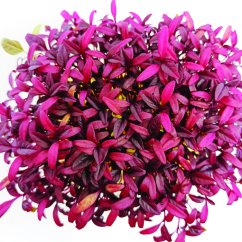 6x Sada microgreens semínka inWeek (výběr 2)