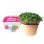 Kedluben růžový - semínka microgreens - pěstování bez zalévání inWeek