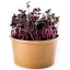 Ředkev Red Sango - semínka microgreens - pěstování bez zalévání inWeek
