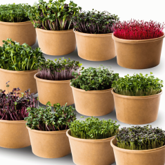 18x Velká sada microgreens semínek inWeek
