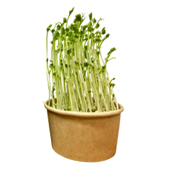 Hrášok – semienka microgreens -pestovanie bez zalievania inWeek