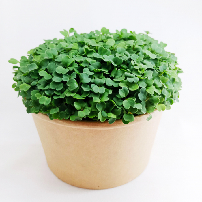Rukola - semienka microgreens - pestovanie bez zalievania inWeek