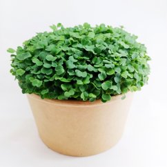 Rukola - semienka microgreens - pestovanie bez zalievania inWeek