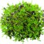 2x Mizuna bez zalévání - microgreens semínka inWeek