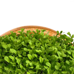 Potom Choi Zelený - semienka microgreens - pestovanie bez zalievania inWeek