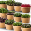 14x Sada microgreens semínek inWeek