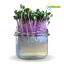 inWeek Microgreens semínka ve skleničce