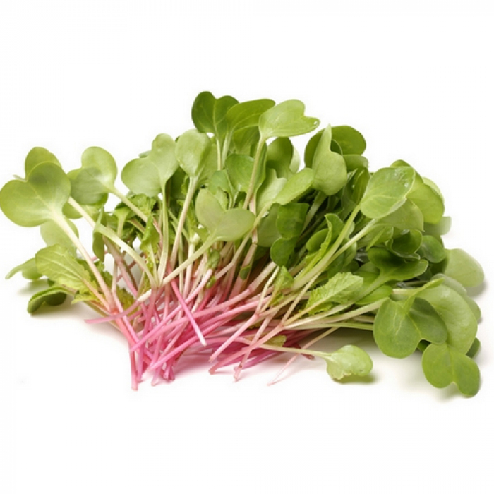Reďkovka China Rose - semienka microgreens - pestovanie bez zalievania inWeek