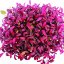 6x Sada microgreens semínka inWeek (výběr 2)