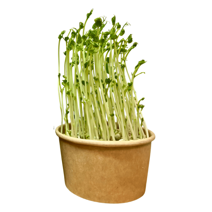 Hrášek - semínka microgreens - pěstování bez zalévání inWeek