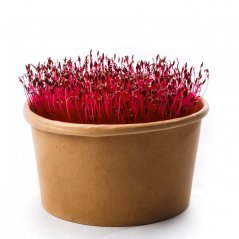 Amarant - semienka microgreens - pestovanie bez zalievania inWeek