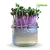 inWeek Microgreens semínka ve skleničce