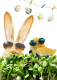 Oslavte letošní Velikonoce s microgreens, poslouží i jako jedlá dekorace
