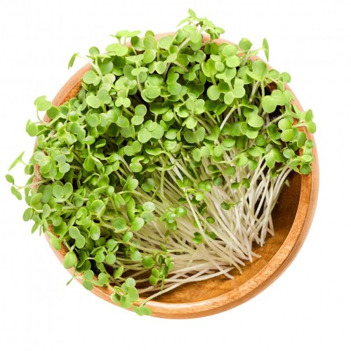 Hořčice - semínka microgreens - pěstování bez zalévání inWeek