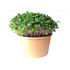 Kaleráb ružový - semienka microgreens - pestovanie bez zalievania inWeek