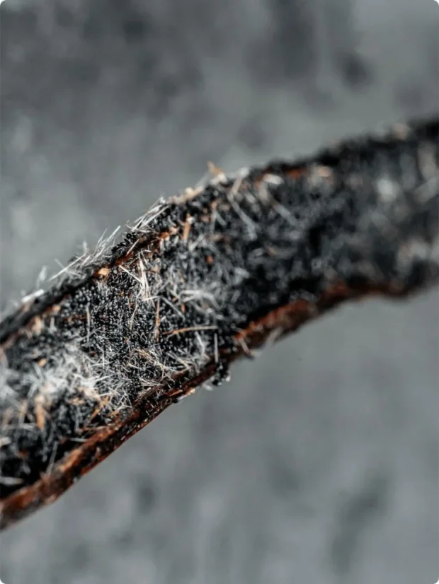 Vanilkový lusk Crystal ze Sumatry (18–25 cm)