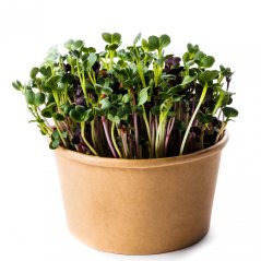 2x MYSTERY - mix semínek microgreens - inWeek