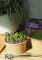 Vlaďka nám sdělila: Největší problém nastal, když manžel ostříhal microgreens kadeřnickými nůžkami!