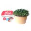 Červené zelí - semínka microgreens - pěstování bez zalévání inWeek
