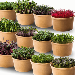 14x Sada microgreens semínek inWeek