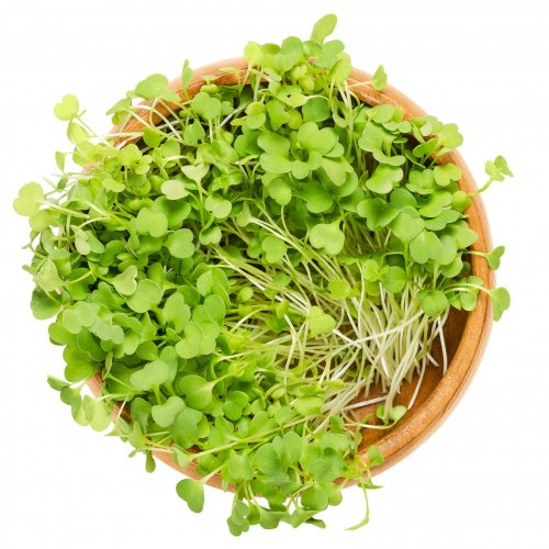 Rukola - semienka microgreens - pestovanie bez zalievania inWeek