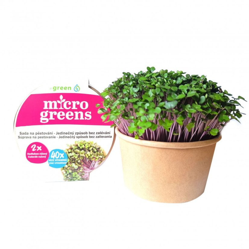 Kedluben růžový - semínka microgreens - pěstování bez zalévání inWeek
