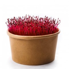 Amarant - semienka microgreens - pestovanie bez zalievania inWeek