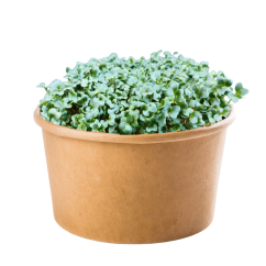 Černá toskánská kapusta - semínka microgreens - pěstování bez zalévání inWeek