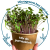Microgreens semienka - Mix do nátierok
