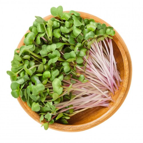 Kedluben růžový - semínka microgreens - pěstování bez zalévání inWeek